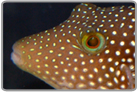 Spotted Toby Pufferfish